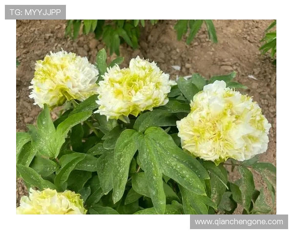 38牡丹国际最新优惠活动不断，丰富奖励助你轻松赢取更多彩金